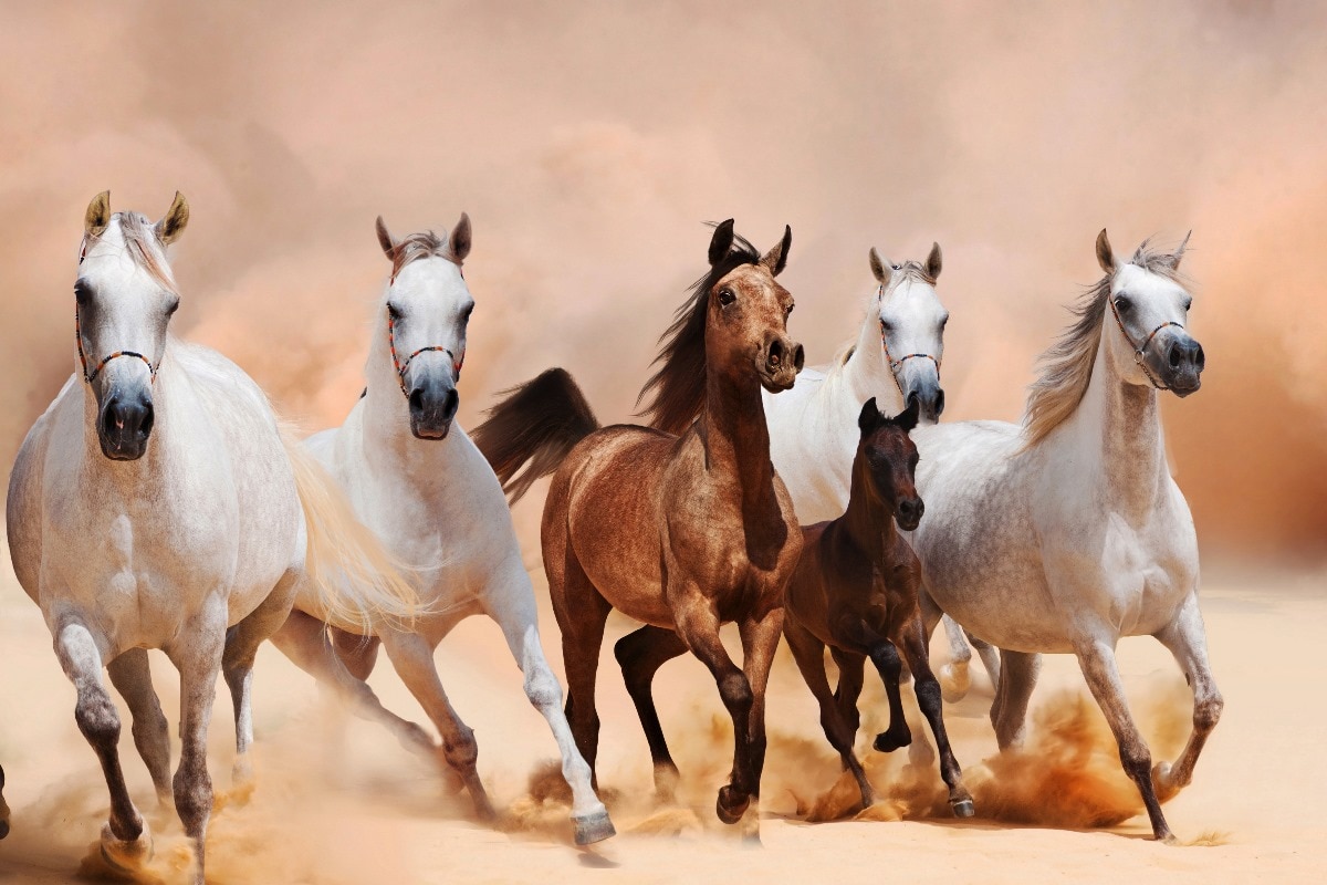 اسب عرب اصیل خالص.