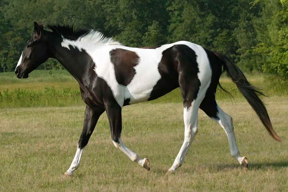 مشخصات اسب عرب اصیل خالص