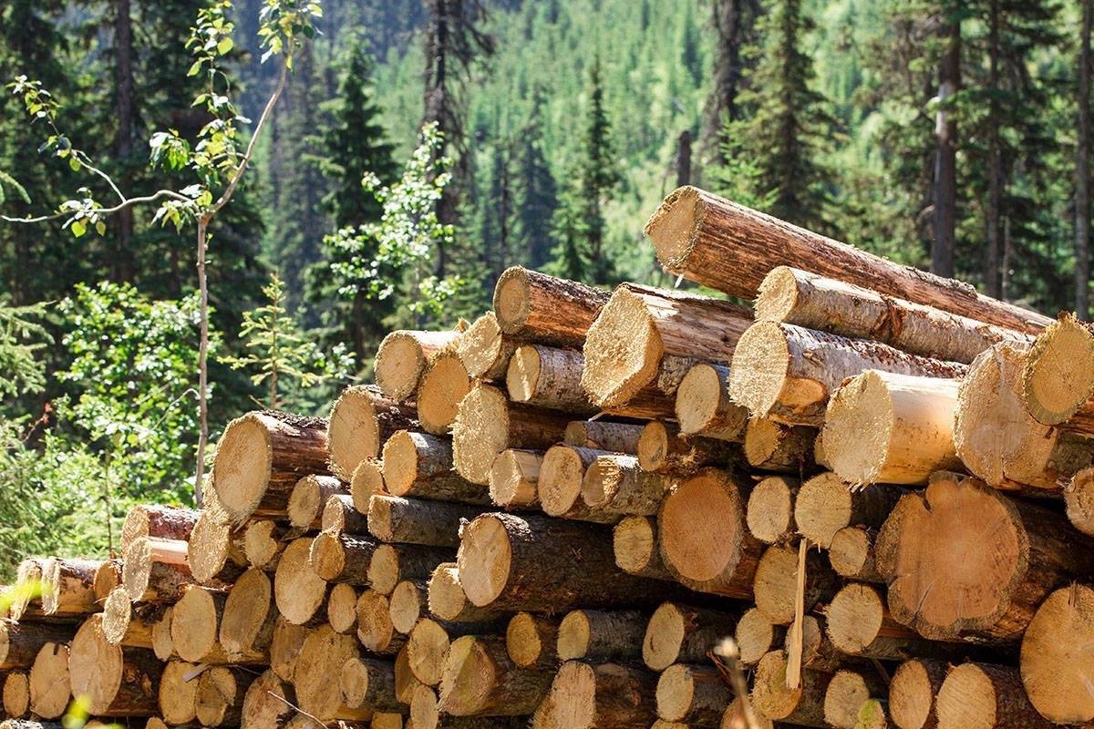 مشخصات چوب درخت کاج