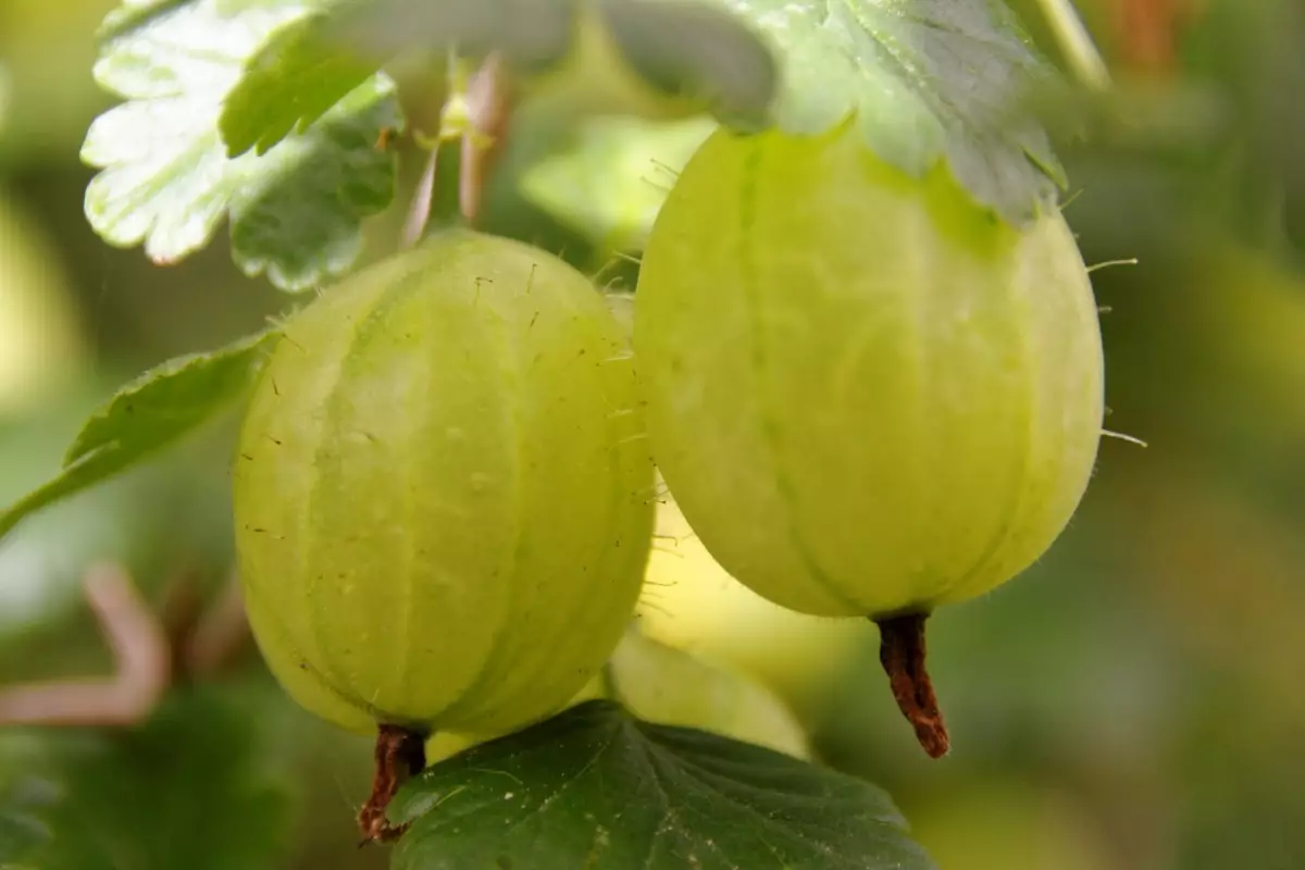 انگور فرنگی مازندران