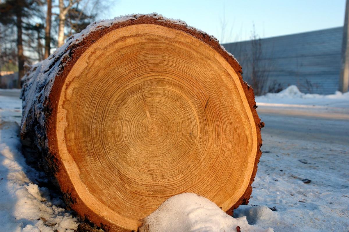 مشخصات چوب درخت در ایران