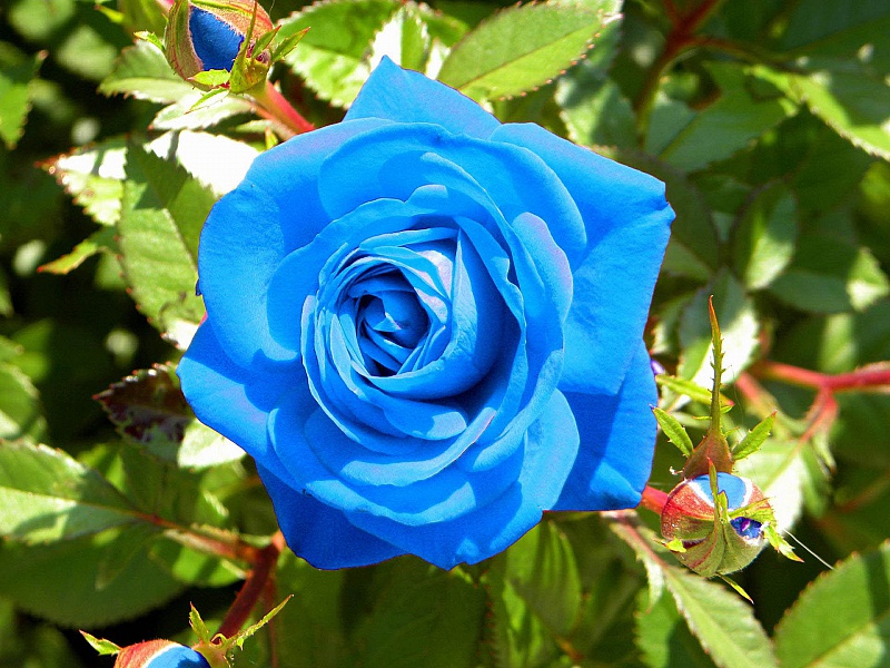 بذر گل رز آبی.