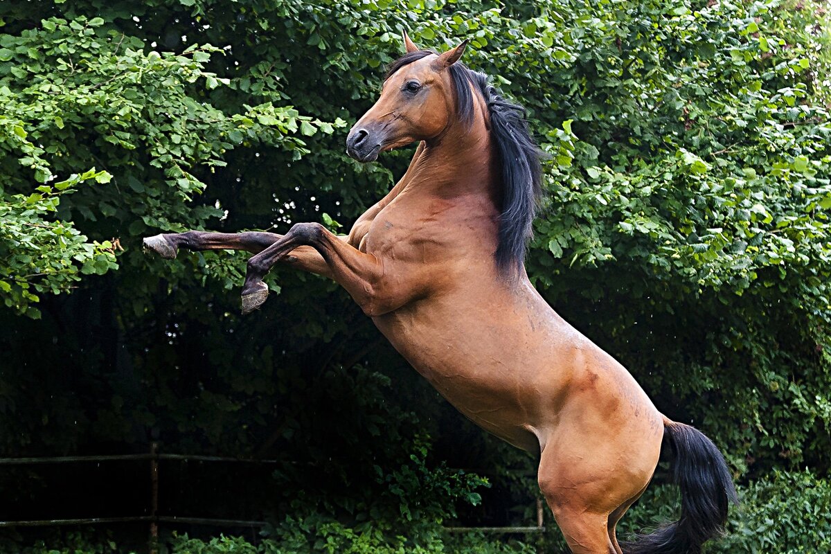 قیمت اسب عرب کرد اصیل + خرید و فروش