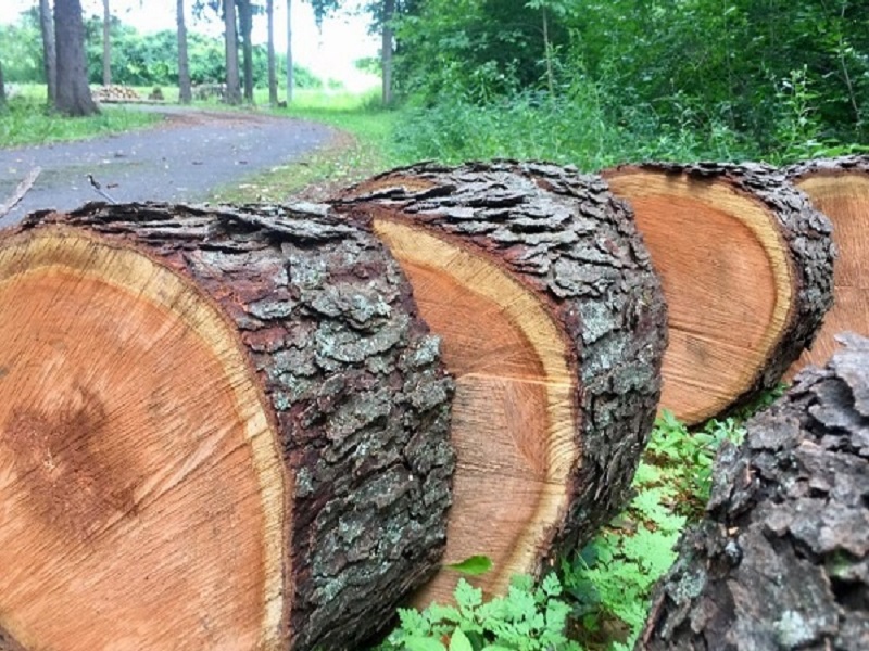 مشخصات چوب درخت البالو