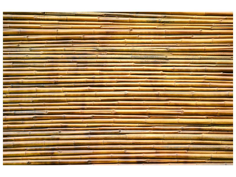 مشخصات چوب درخت بامبو