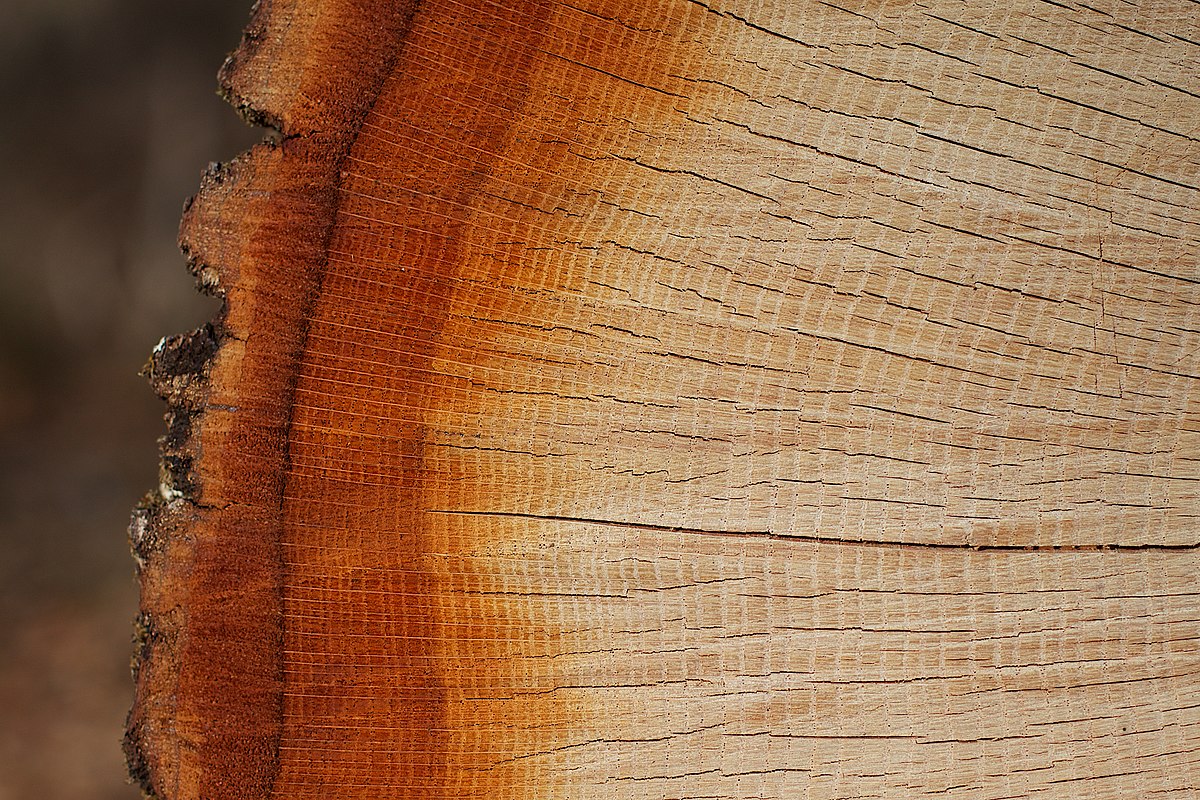 مشخصات چوب درخت نارنگی