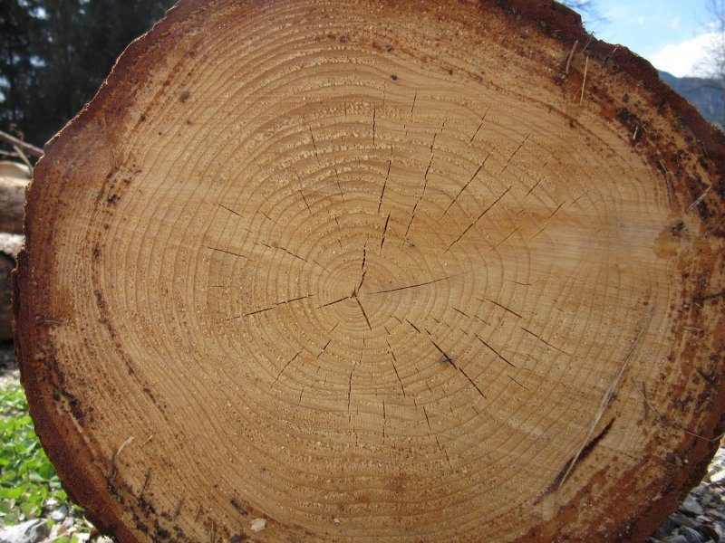 مشخصات چوب تنه درخت