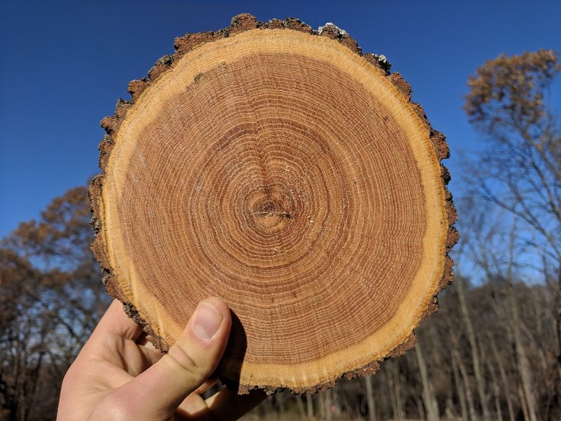 قیمت چوب درخت اقاقیا + خرید و فروش
