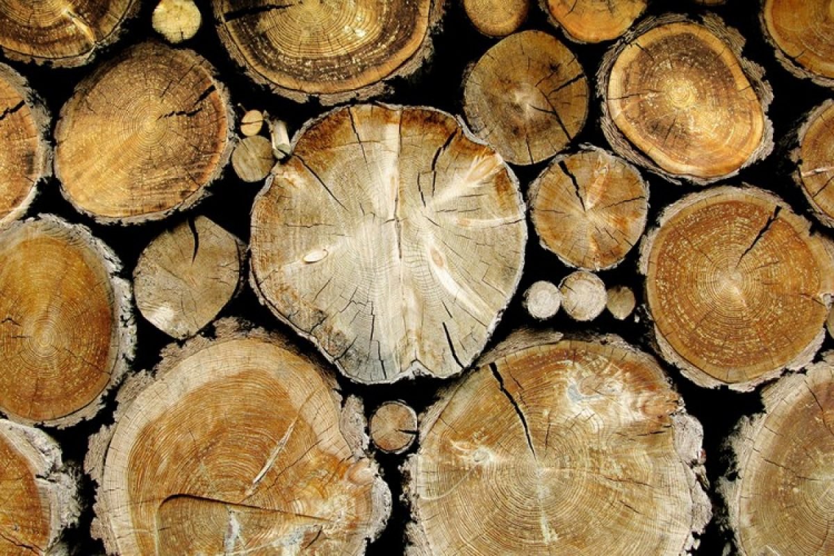 مشخصات چوب تنه گردو