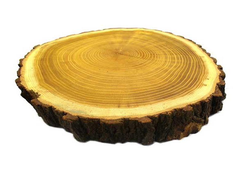 مشخصات چوب درخت توت سفید