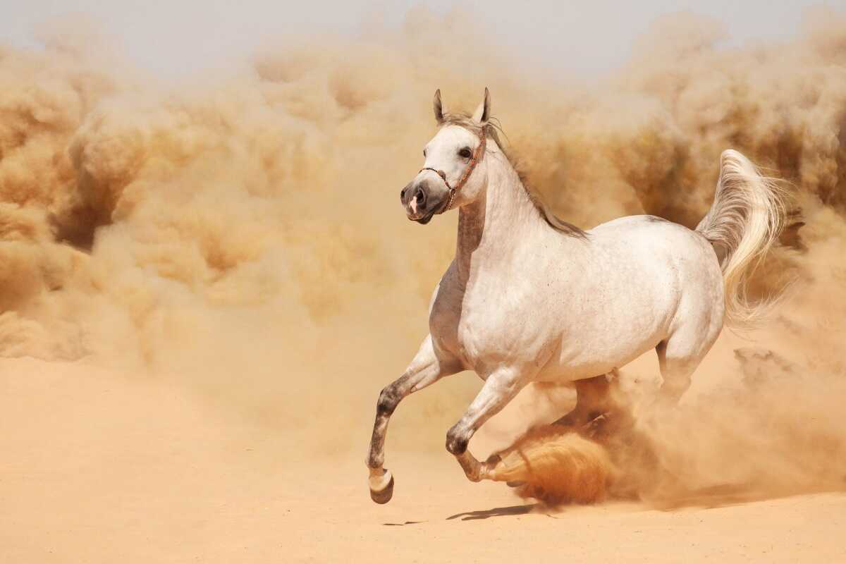 خرید اسب عرب کرد اصیل