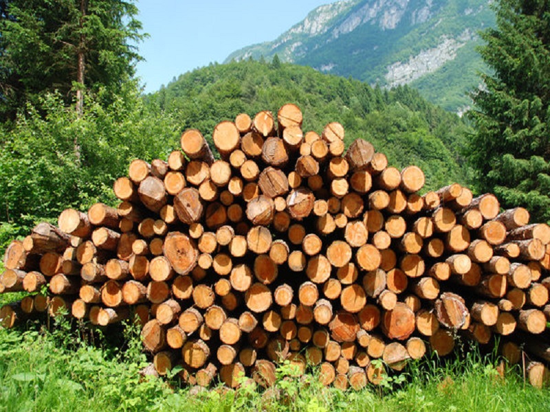 مشخصات چوب جنگلی کیلویی