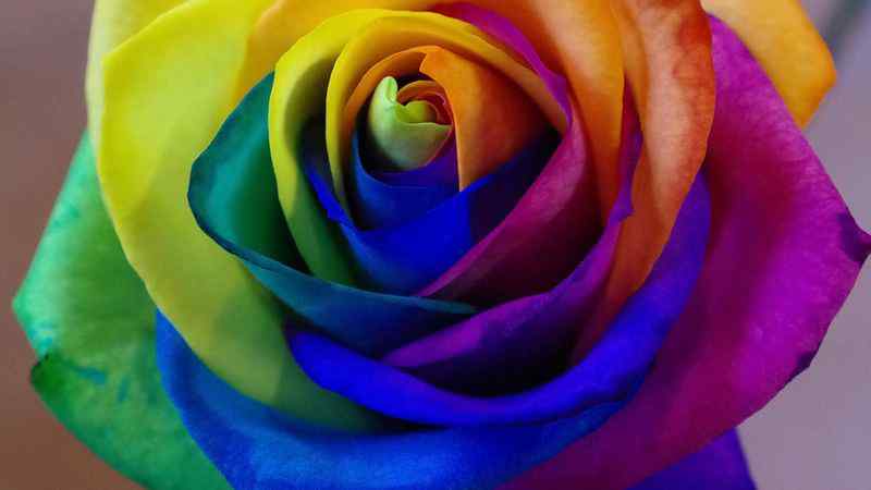 مشخصات بذر گل رز هفت رنگ