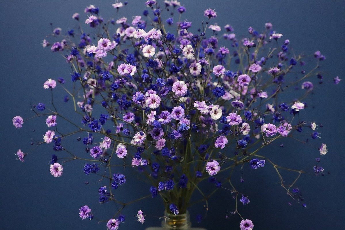 مشخصات گل ژیپسوفیلا رنگی