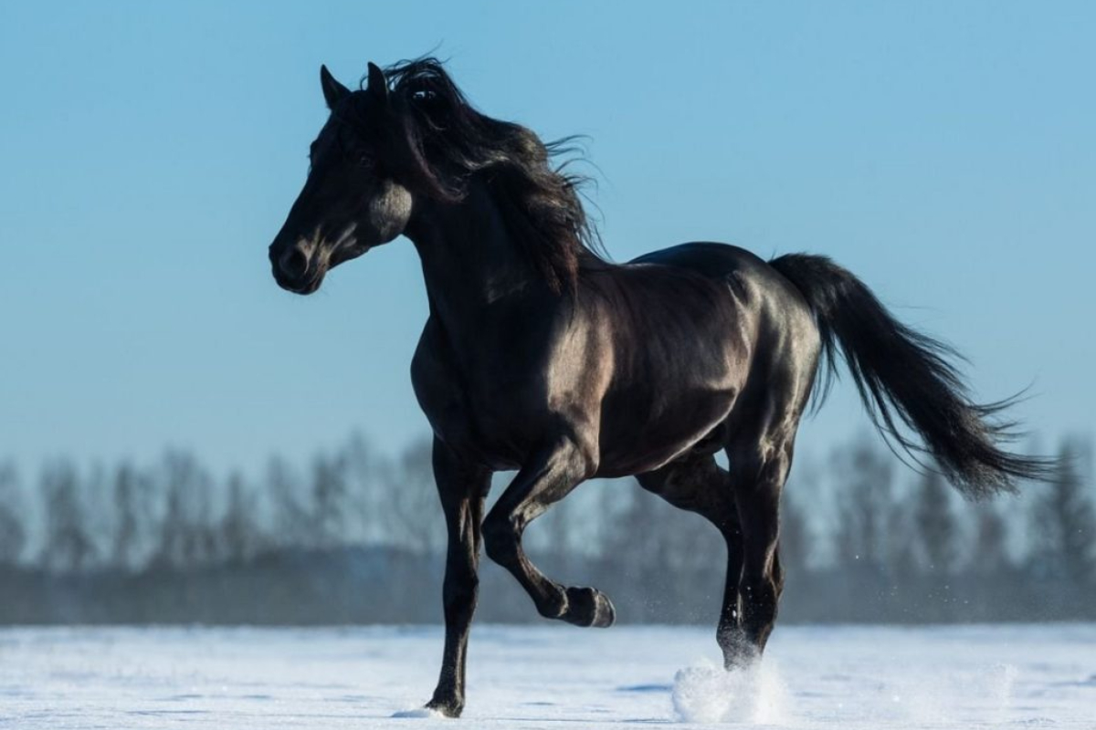 اسب عرب اصیل سیاه.