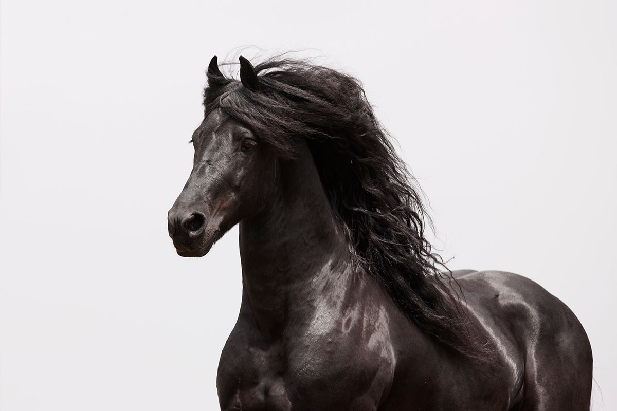 مشخصات اسب عرب تیره سگلاوی