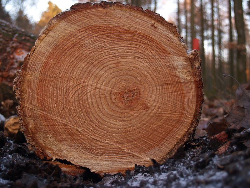 قیمت چوب درخت خشک + خرید و فروش