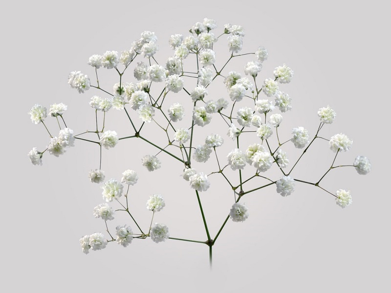 مشخصات گل ژیپسوفیلا شاخه ای