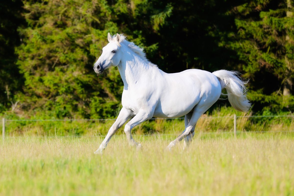 مشخصات اسب عرب اصیل زیبا