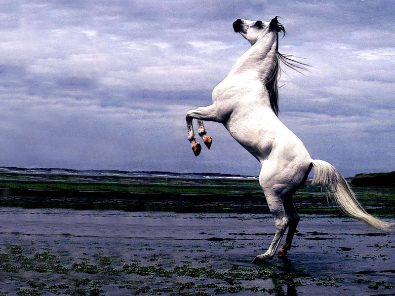 اسب سفید ترکمن ایرانی.