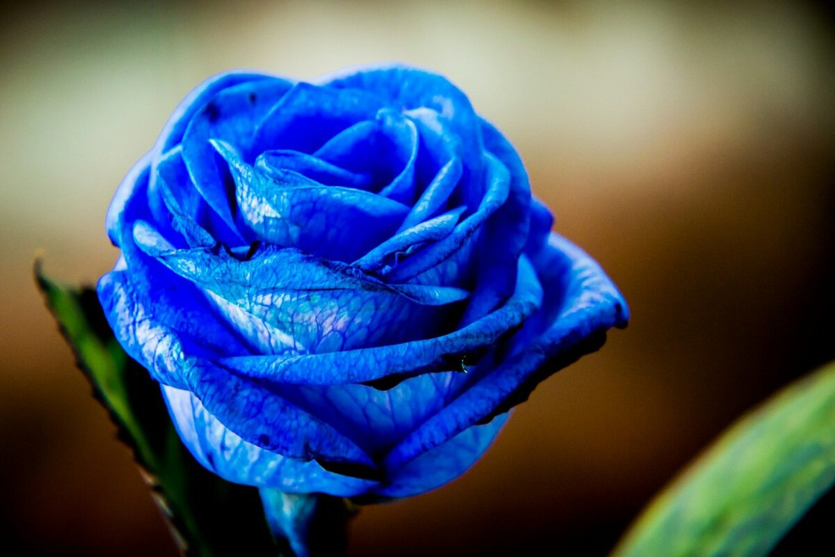 گل ژیپسوفیلا آبی