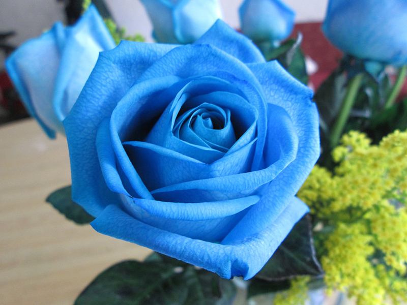 مشخصات بذر گل رز آبی