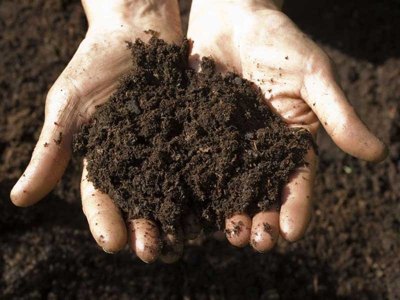 خرید خاک پوششی یکتا