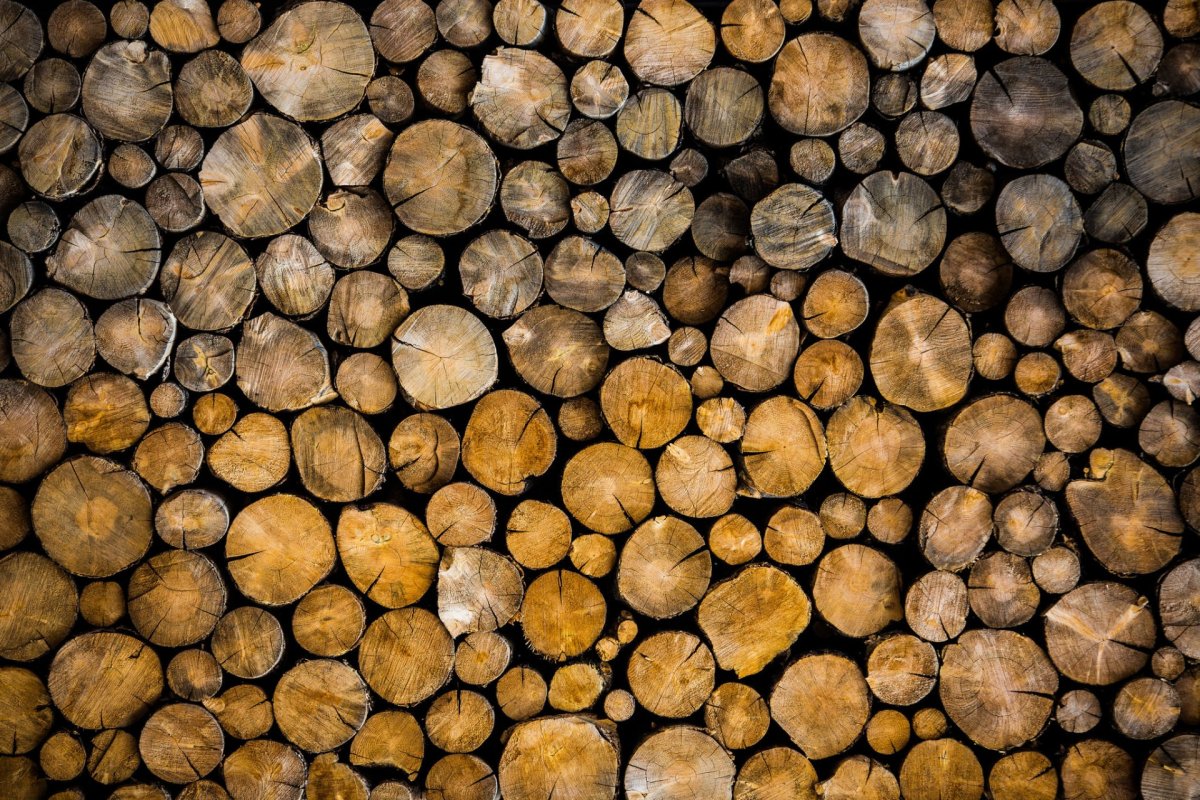 مشخصات چوب درخت راجی