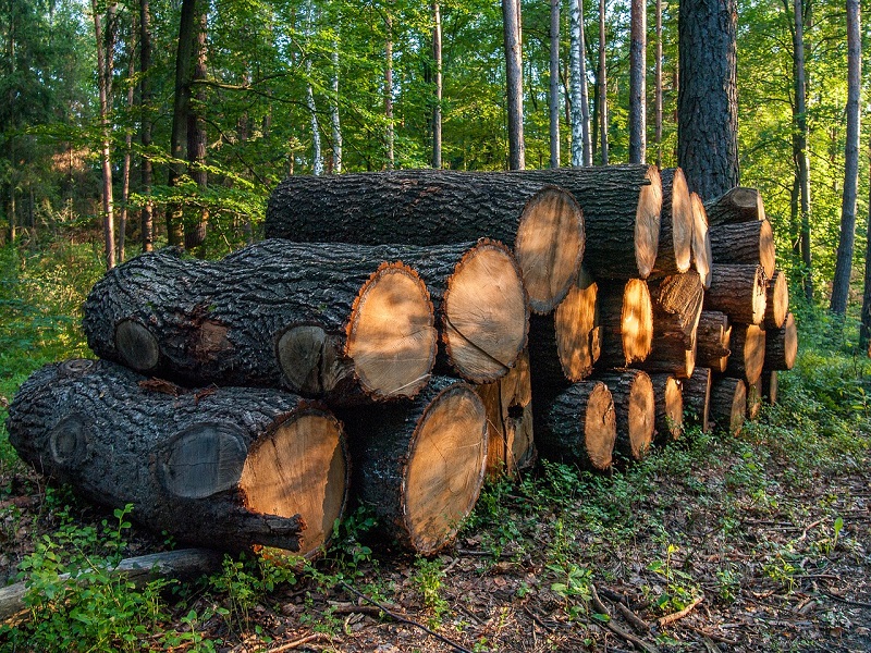 خرید چوب جنگلی کیلویی