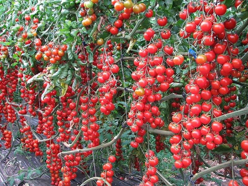 قیمت گوجه گلخانه ای هیدروپونیک + خرید و فروش