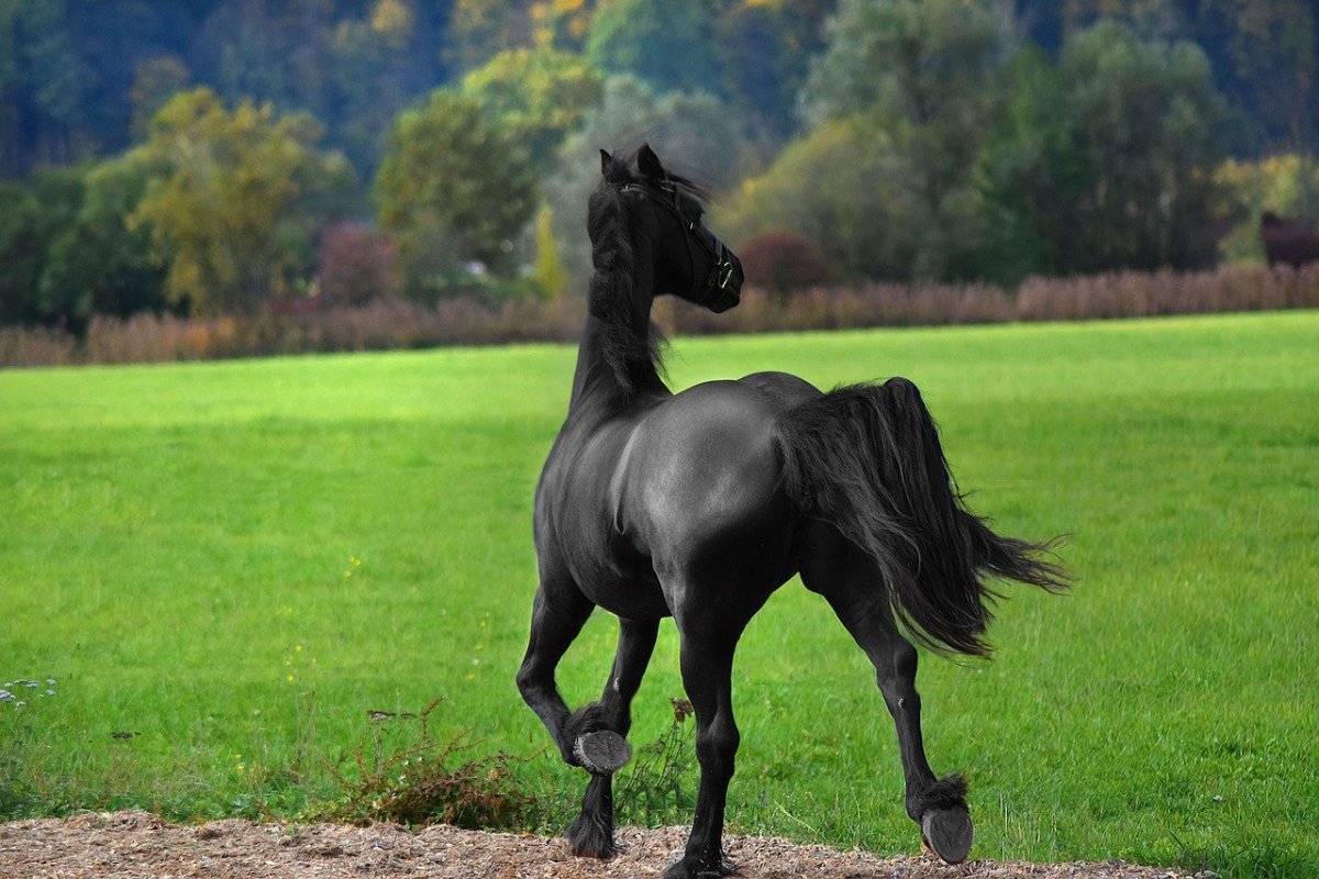 مشخصات اسب عرب اصیل سیاه