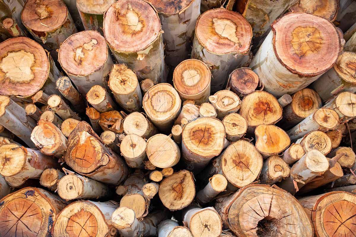 قیمت چوب درخت زبان گنجشک + خرید و فروش