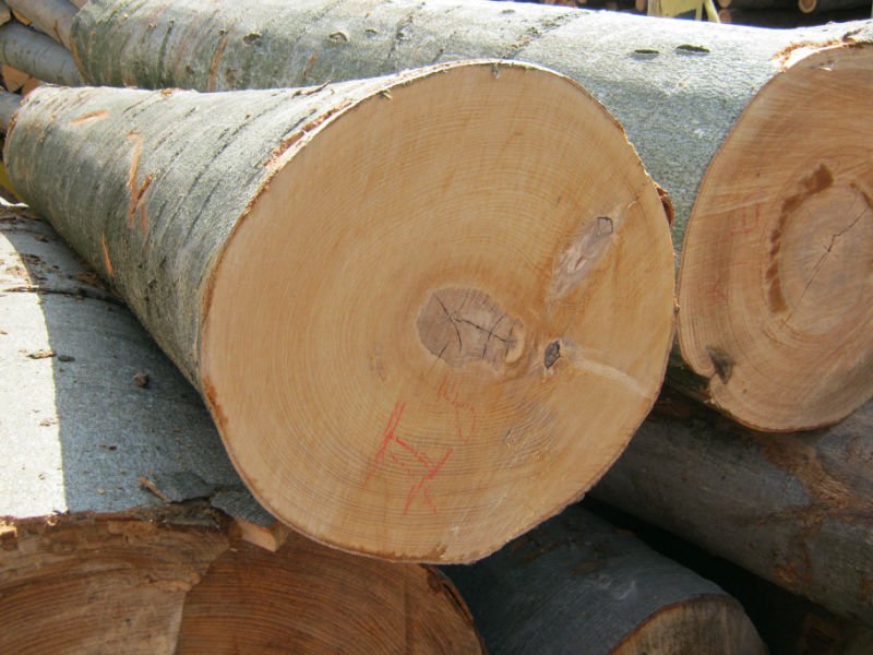 مشخصات چوب درخت خرمالو