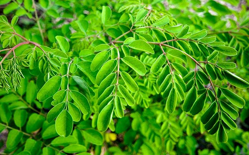 معرفی گیاه مورینگا در طب سنتی + بهترین قیمت خرید