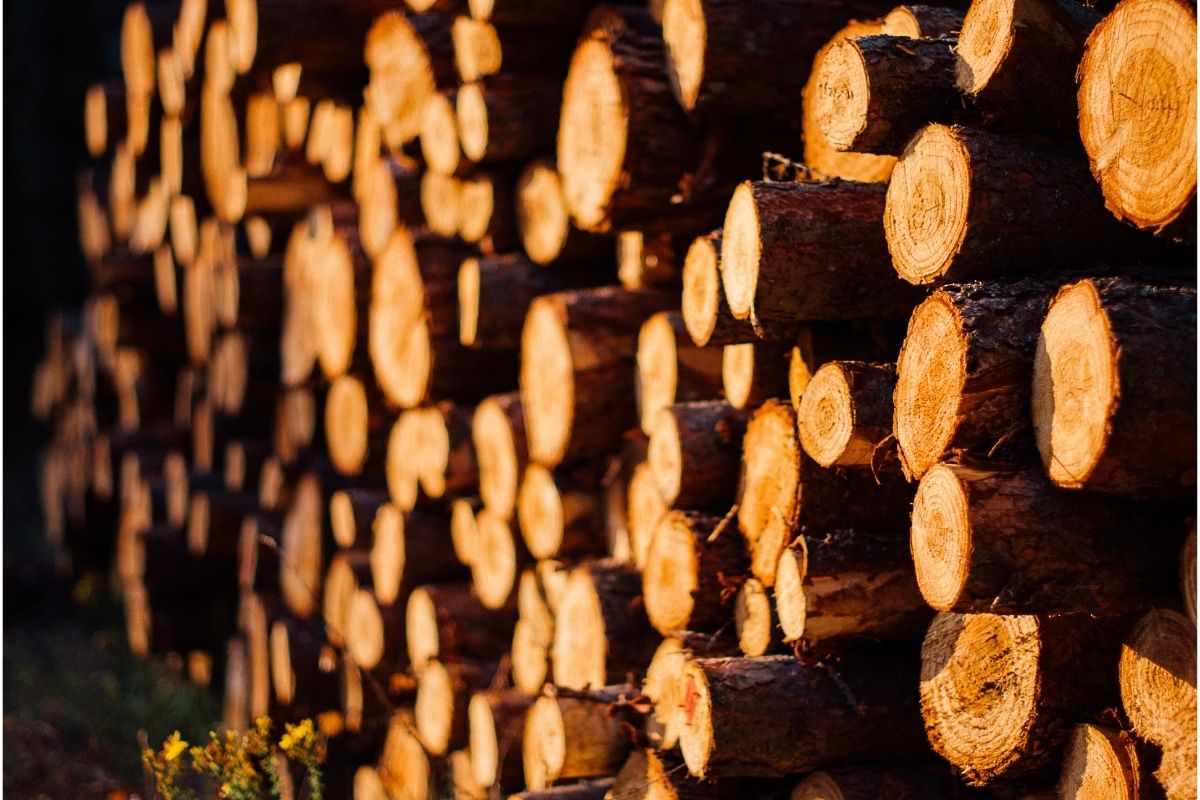 خرید چوب درخت در ایران