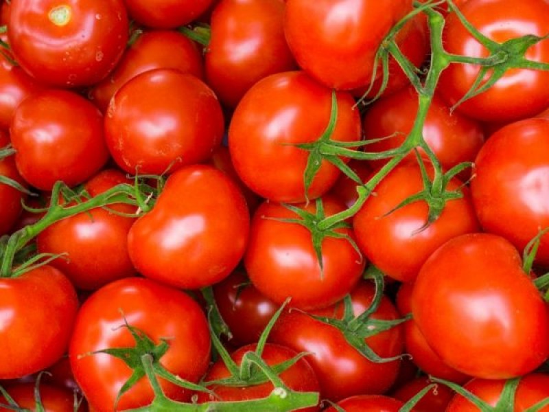 مشخصات گوجه فرنگی امروز اهواز