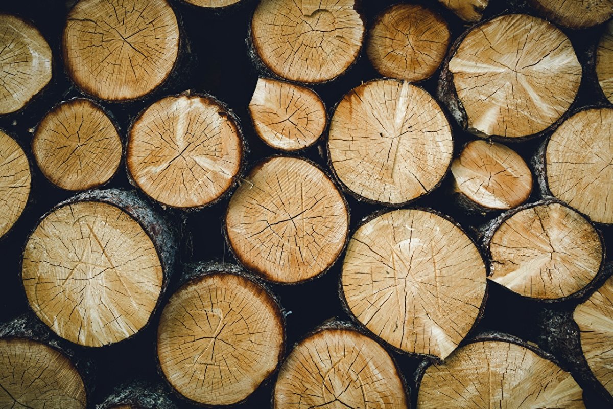 مشخصات چوب درخت گردو خشک
