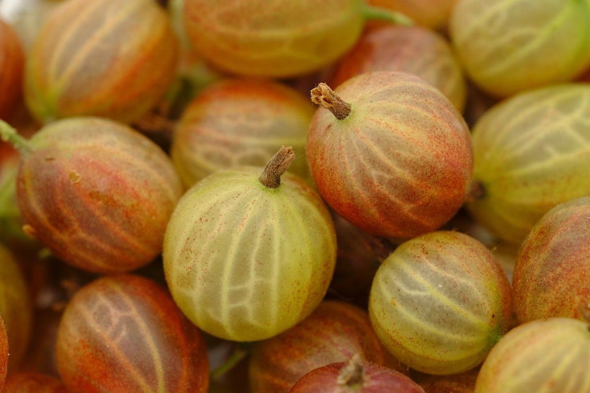 خرید انگور فرنگی مازندران