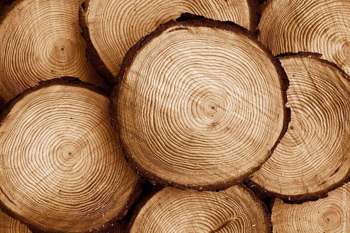 خرید چوب صنوبر خام
