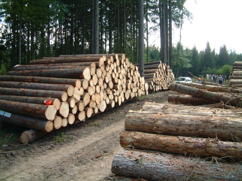 چوب جنگلی در رشت