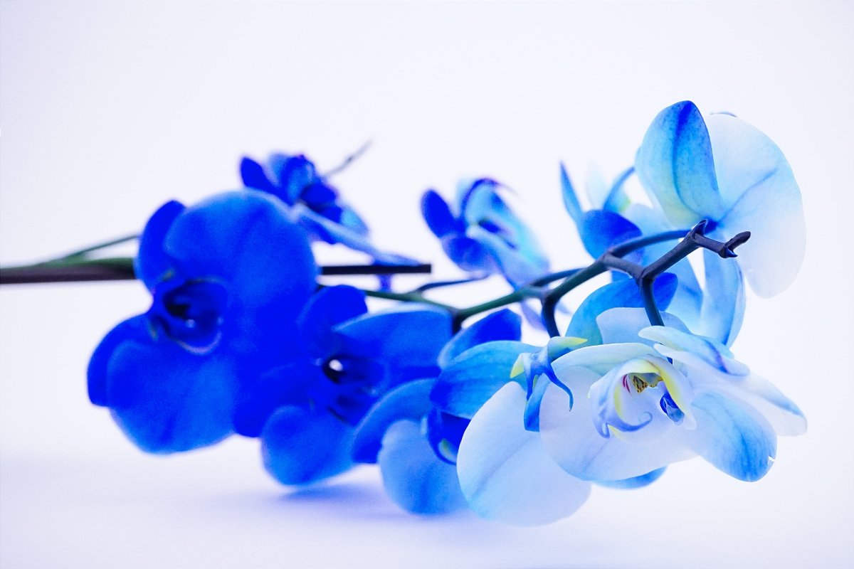 مشخصات گل ژیپسوفیلا آبی