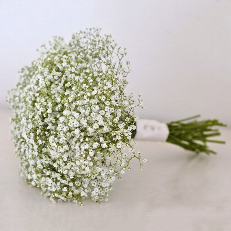 گل ژیپسوفیلا سفید