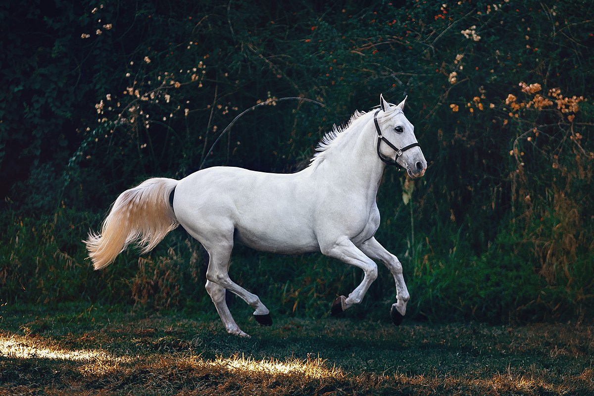 خرید اسب یال بلند سفید