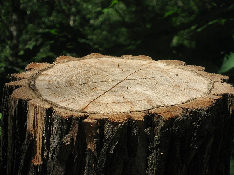 قیمت چوب جنگلی در رشت + خرید و فروش