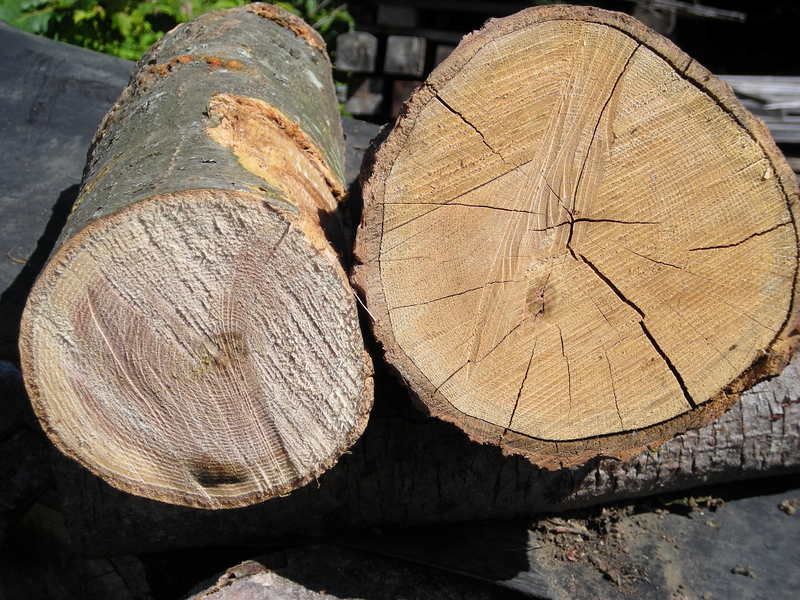 خرید چوب نراد در لنگرود