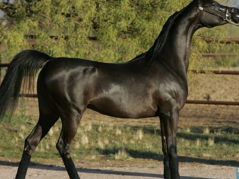 خرید اسب عرب مصری سیاه