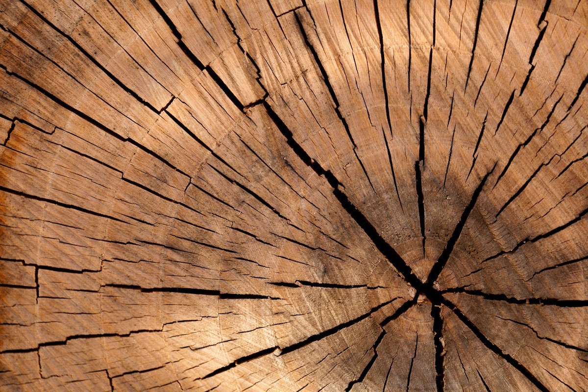 مشخصات چوب صنوبر در بازار