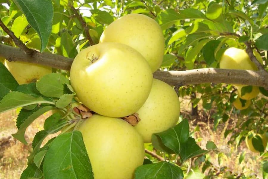 سیب زرد صادراتی
