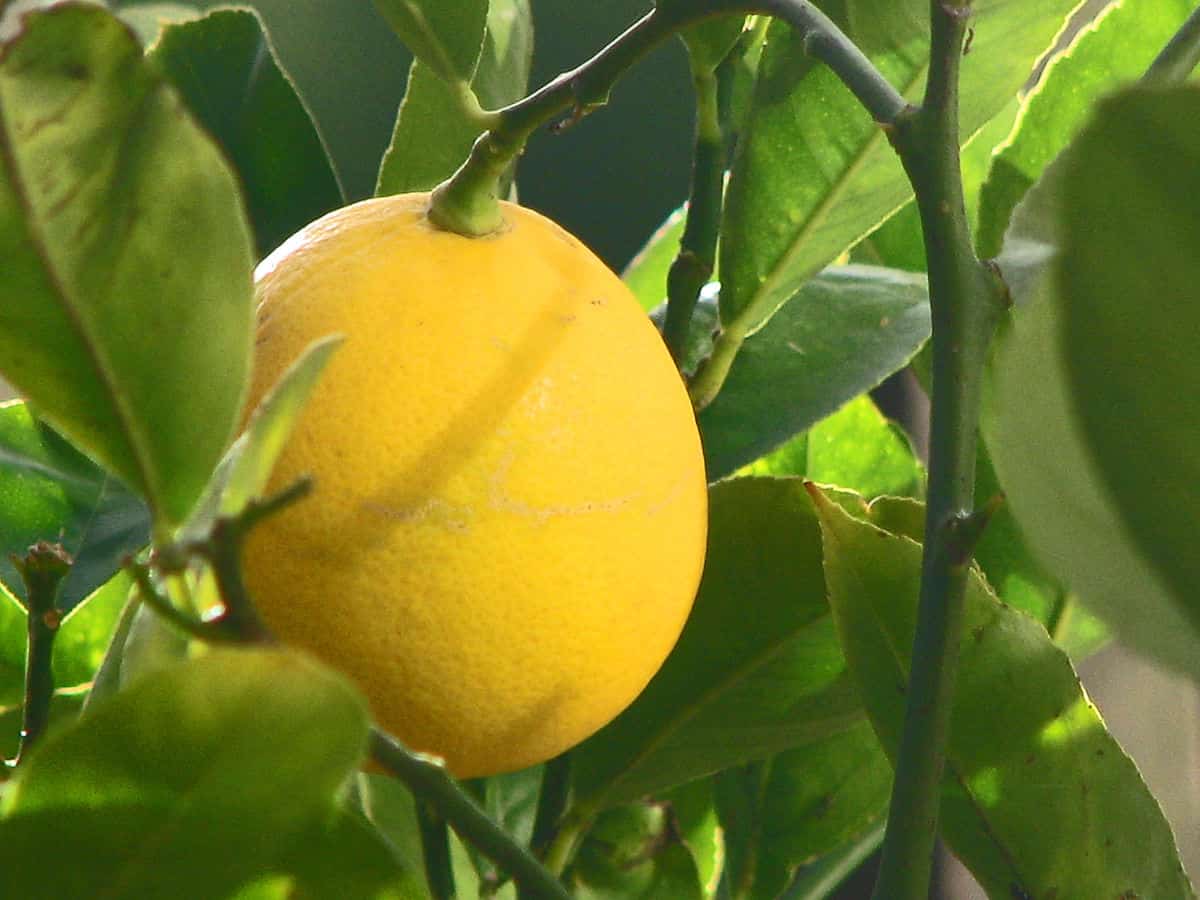 دمنوش لیمو عمانی برای سرماخوردگی