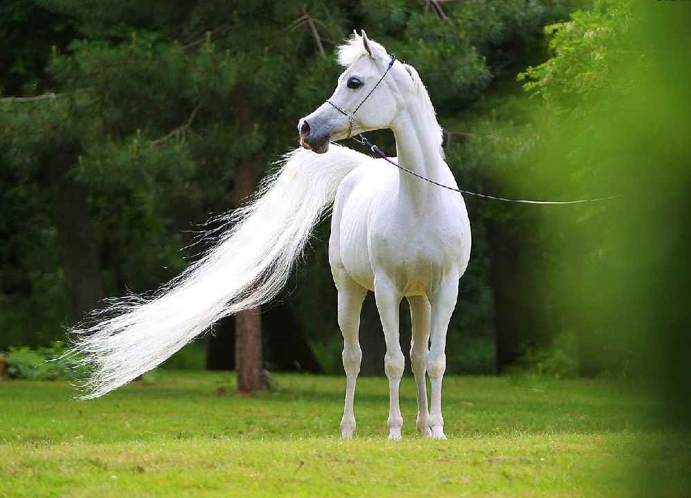 اسب های زیبای خارجی